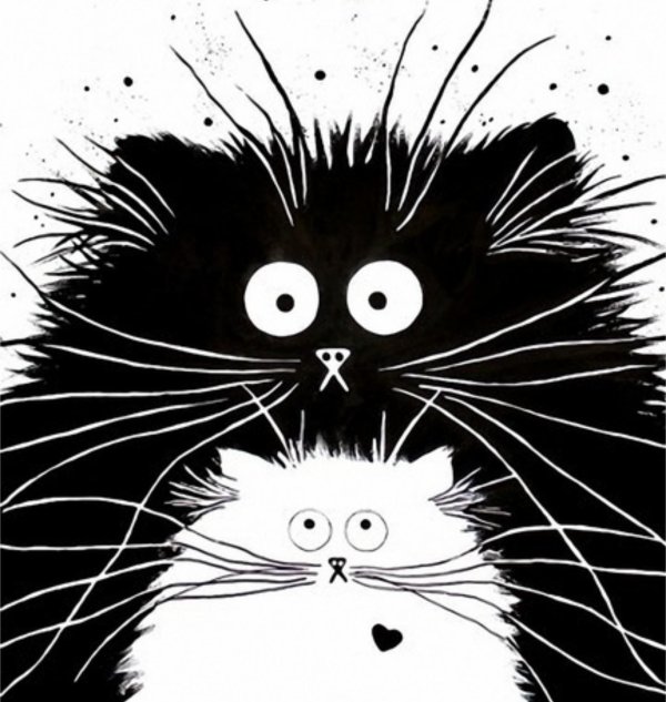 постеры коты