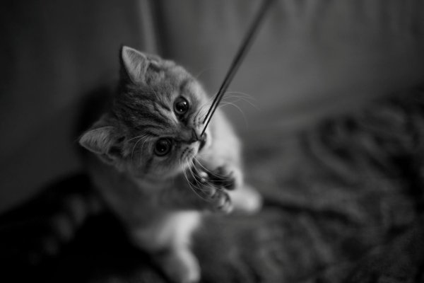 котенок кошка