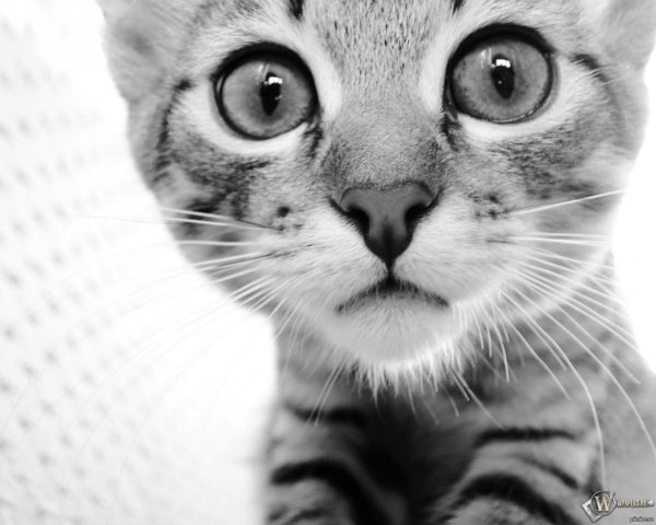 морда кошки