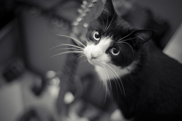 кот бело черный