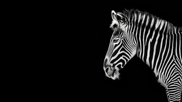 картина зебра