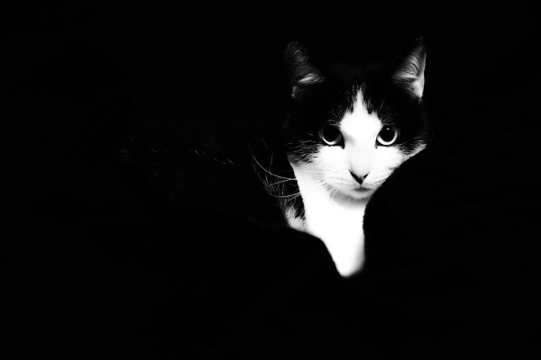 черная белая кошка