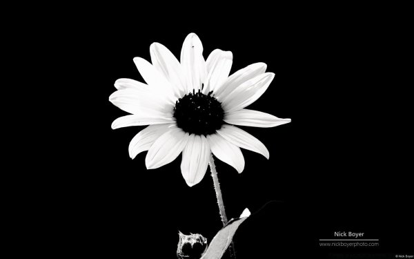 цветок на темном фоне