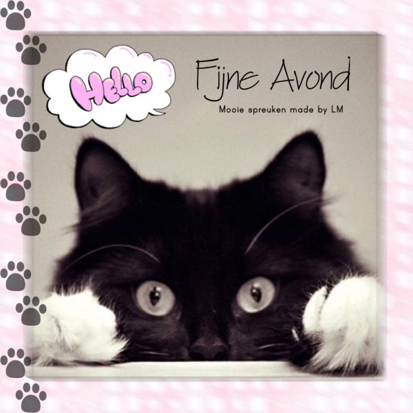 чёрнобелая кошка