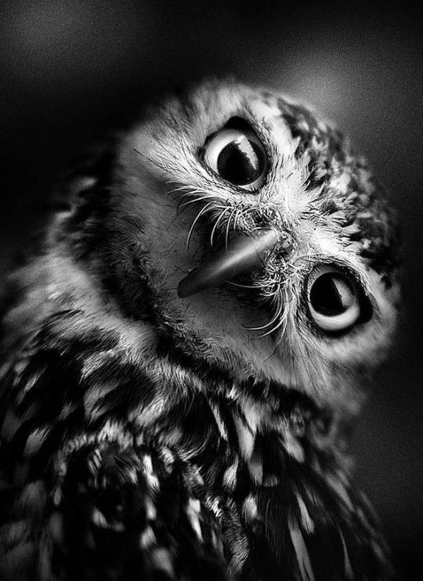 сова красивая