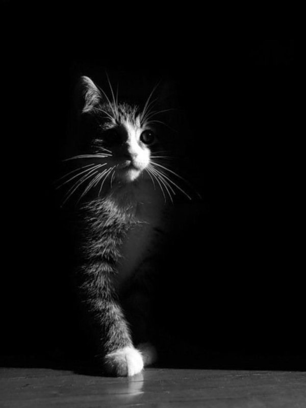 black white cat