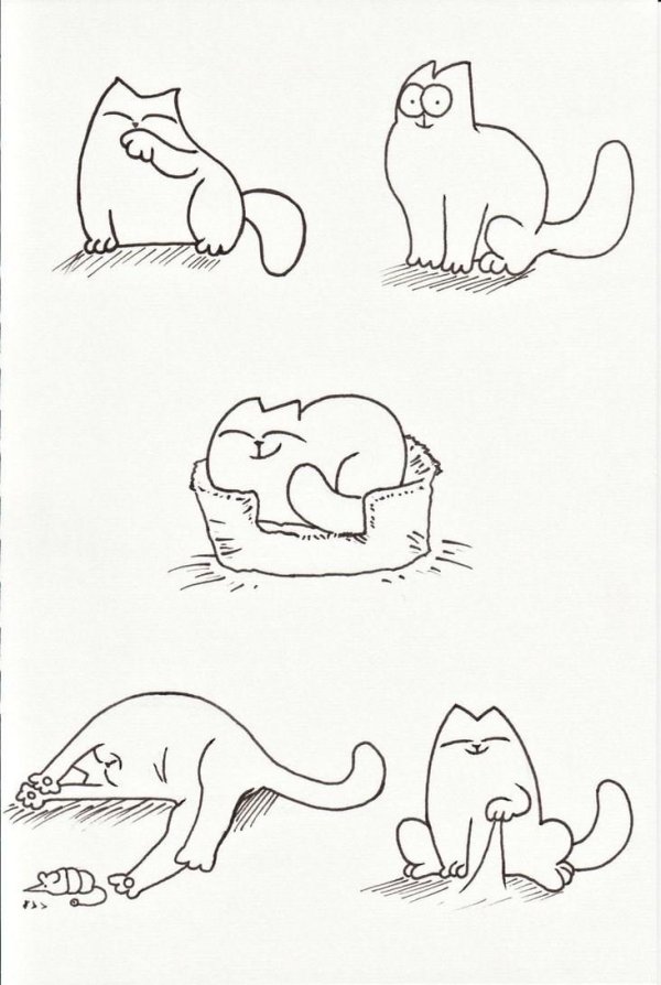 котик саймон спит