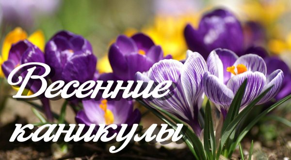 первоцветы крокусы