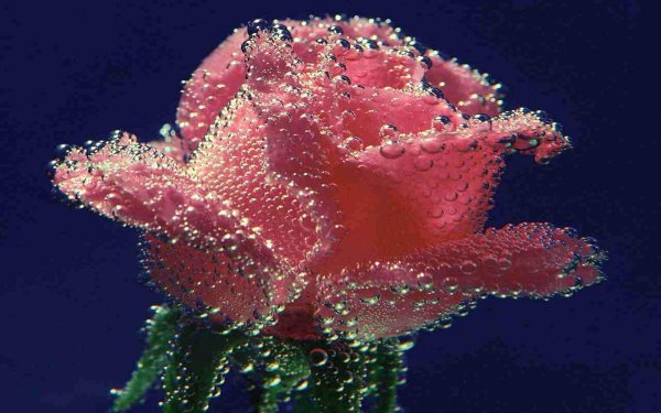 роза в росе