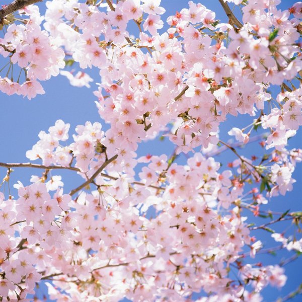 цветки вишни