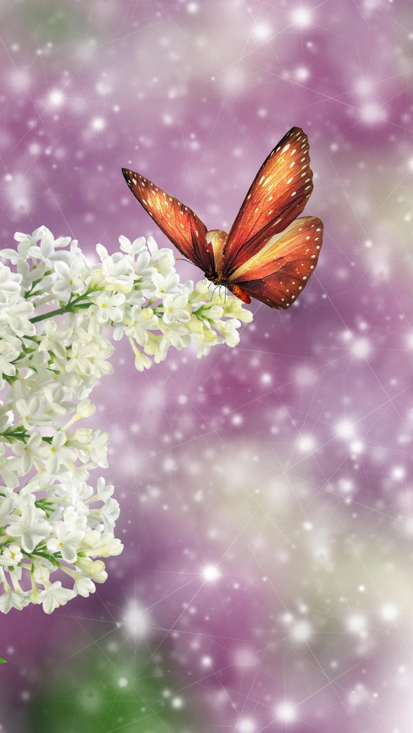 красивая сирень