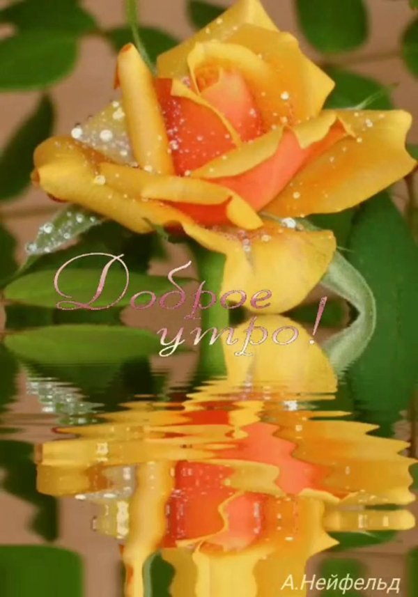 роза желтая