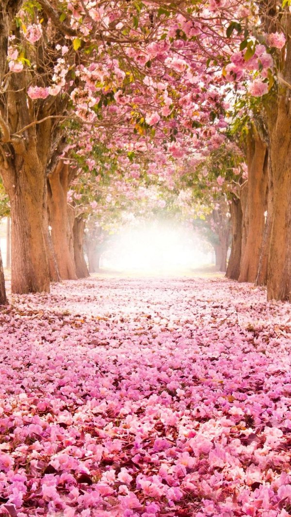 цветение сакуры