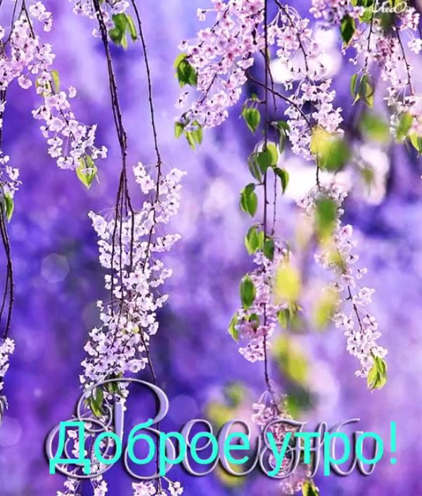 цветок глицинии