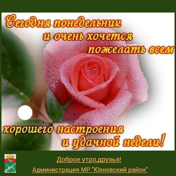 роза розовая