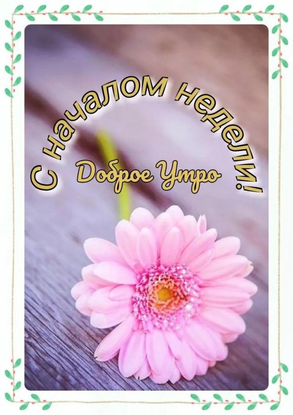 розовые герберы