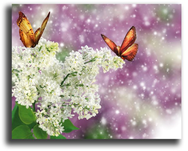 сирень черемуха