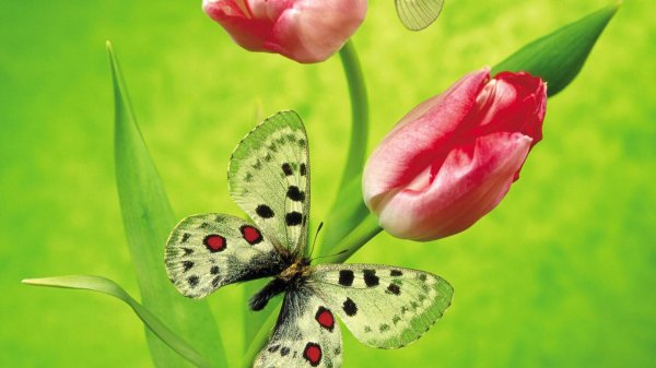 аполлон обыкновенный бабочка