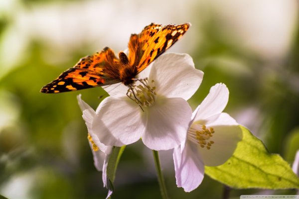 прекрасная бабочка