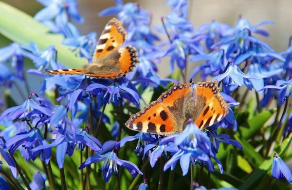 весенние бабочки