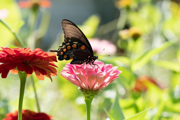 август цветы бабочки