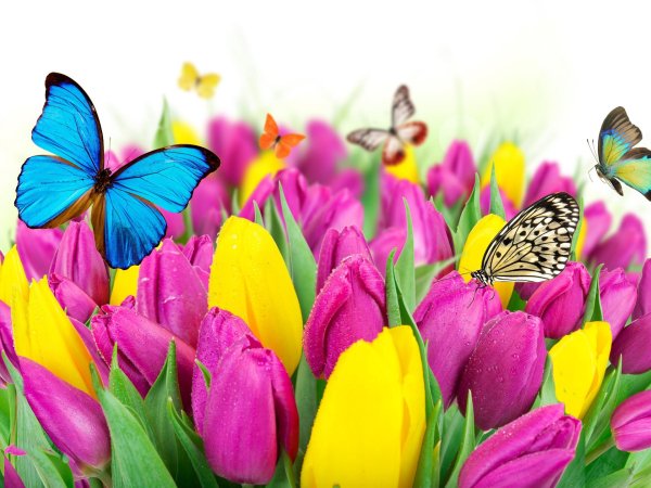 цветок яркий