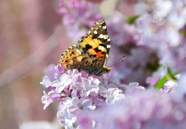 майская сирень