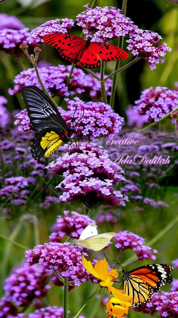 растение красивое