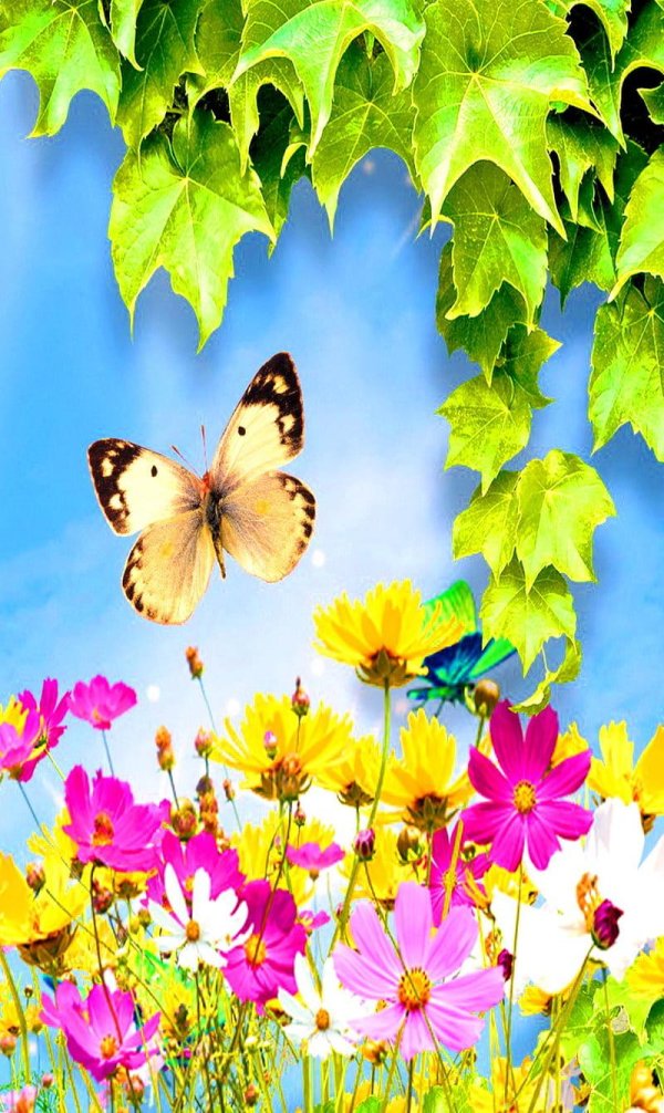 flowers and butterfly