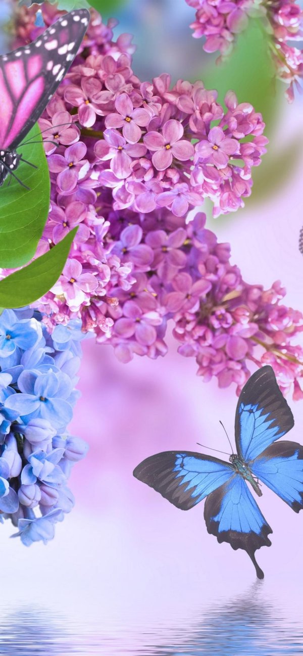 сирень красивая