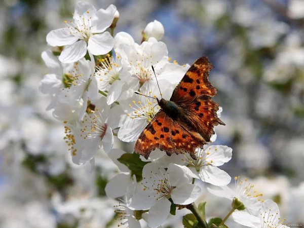 насекомые весной