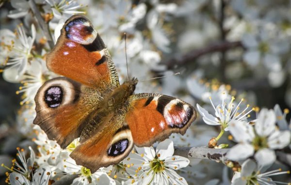 бабочка павлиний глаз
