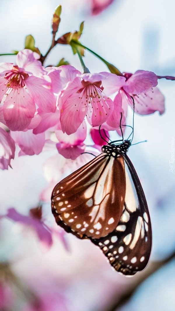 весна бабочки