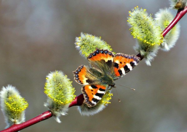 бабочка крапивница