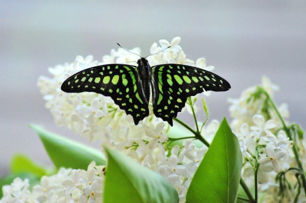 графиум агамемнон