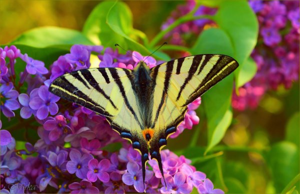 подалирий бабочка