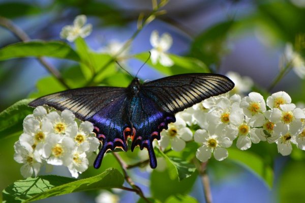 парусник маака синий махаон