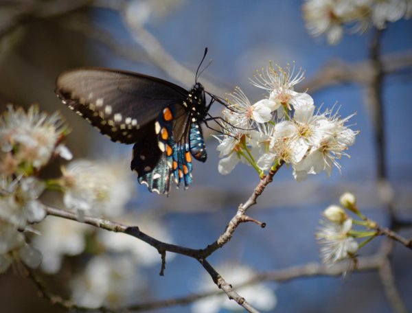 pipevine swallowtail