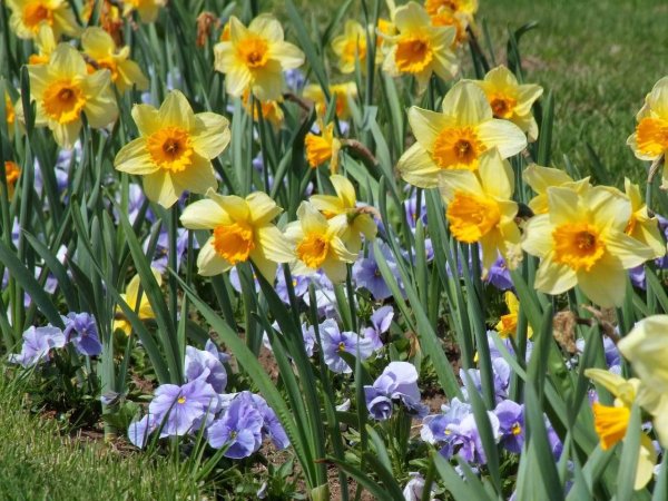 цветение нарциссов