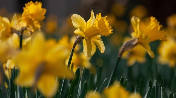 желтые нарциссы
