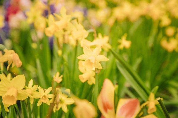 Весна нарциссы