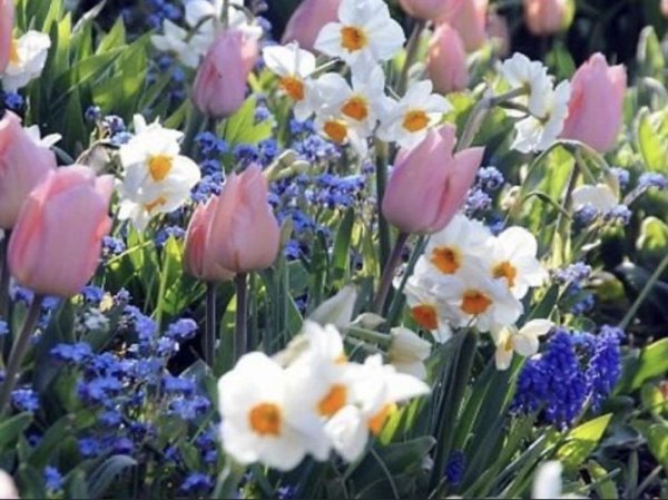 тюльпаны с ирисами и нарциссами