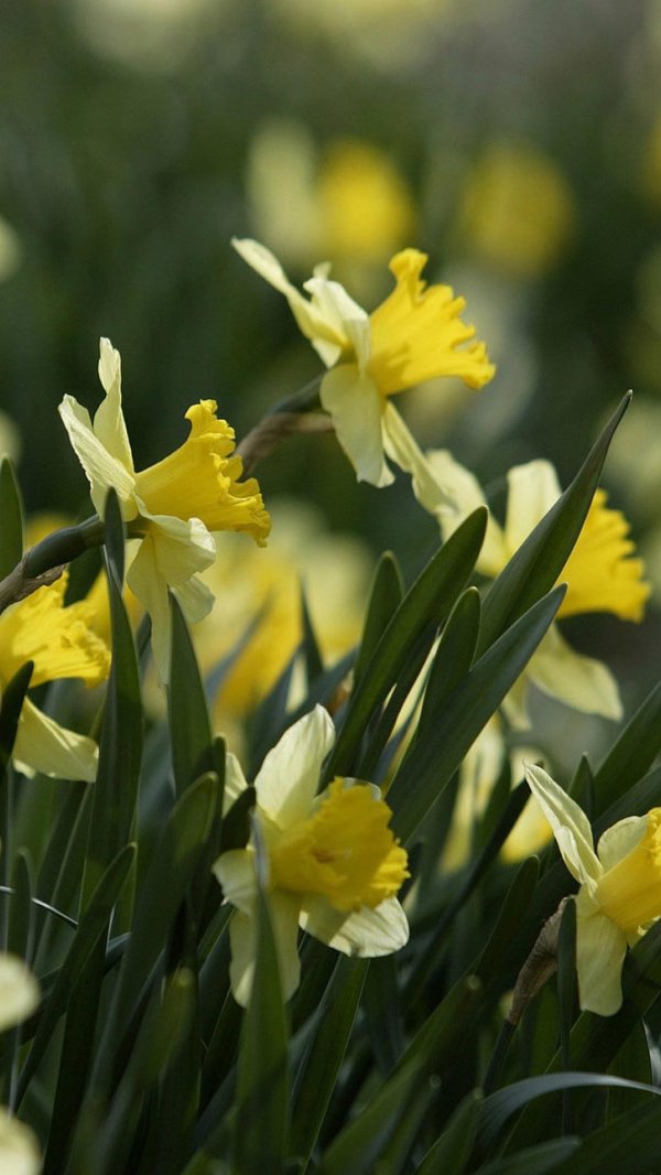 narcissus pseudonarcissus