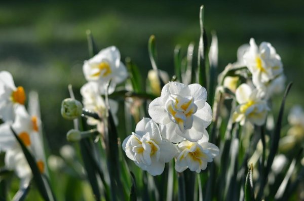 тацетные нарциссы