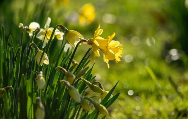 narcissus pseudonarcissus