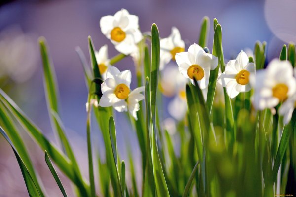 белые нарциссы