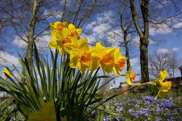 нарциссы в саду