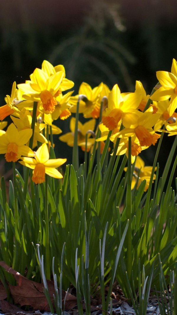 желтые нарциссы