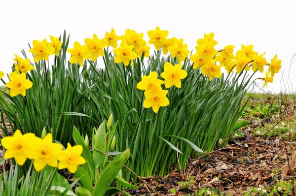 желтые цветы весенние