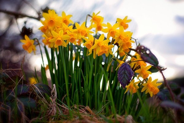 нарцисс виды